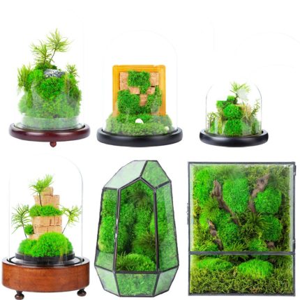 Glass Cover Preserved Moss Micro Landscape Desktop Landscape Ecological Ornament Decorative Holiday Gift
